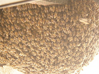 ミツバチの巣別れ