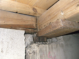 床下のクロアリの巣