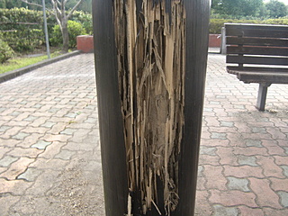 柱の被害
